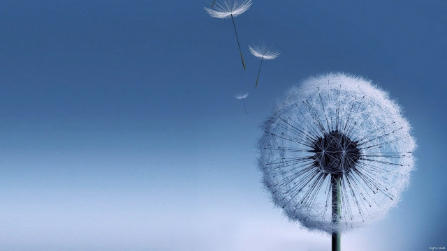 Dandelion blowing wind blue sky #13 free wallpaper for desktop - medium preview image