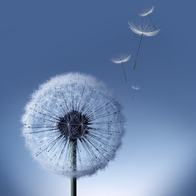 Dandelion blowing wind blue sky #14 free wallpaper for tablet - medium preview image