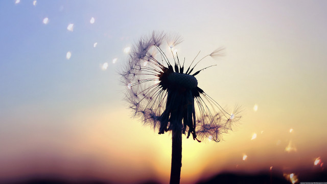 Dandelion seeds blowing sunset blue free wallpaper for desktop - medium preview image