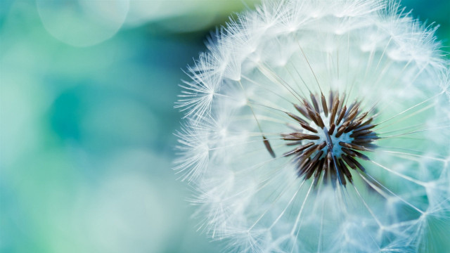 Dandelion blurry background blue green free wallpaper for desktop - medium preview image