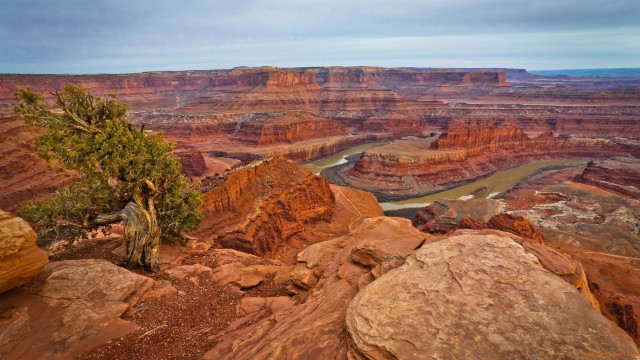 Tree rock river desert nature free wallpaper for desktop - medium preview image