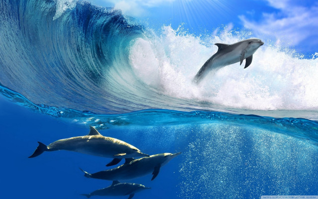 Dolphins swimming ocean wave below free wallpaper for desktop - medium preview image