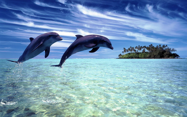 Dolphins island palm ocean sky free wallpaper for desktop - medium preview image
