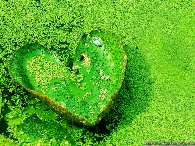 Heart leaf water lilies green free wallpaper for desktop - medium preview image