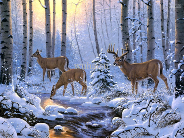 Deer snowy forest stream sunset #2 free wallpaper for desktop - medium preview image
