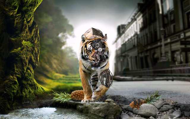 Tiger walking stream park building free wallpaper for desktop - medium preview image