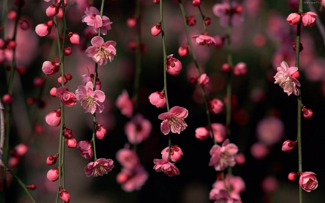 Pink flowers hanging branch black free wallpaper for desktop - medium preview image