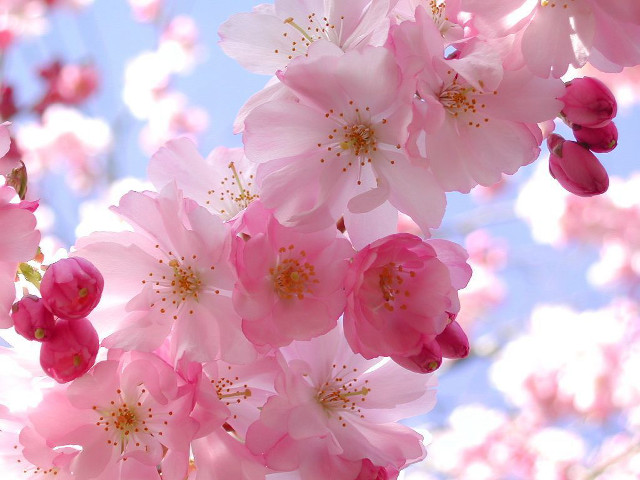 Pink flowers blooming tree branch #7 free wallpaper for desktop - medium preview image