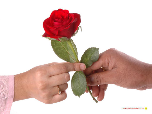 Person holding rose hand out free wallpaper for desktop - medium preview image