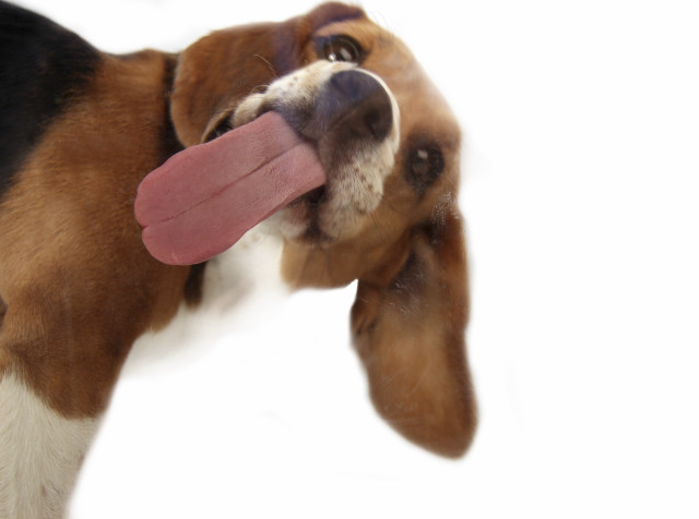Dog sticking tongue out side free wallpaper for desktop - medium preview image