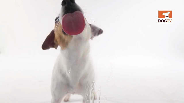 Dog playing frisbee snow mouth free wallpaper for desktop - medium preview image