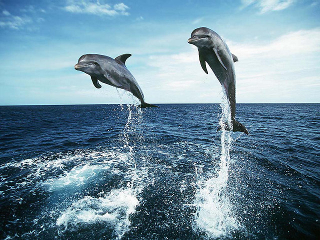 Dolphins jumping ocean blue sky #3 free wallpaper for desktop - medium preview image