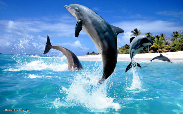 Dolphins jumping ocean sandy beach free wallpaper for desktop - medium preview image