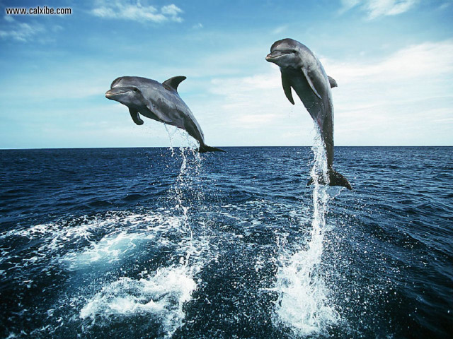Dolphins jumping ocean blue sky #4 free wallpaper for desktop - medium preview image