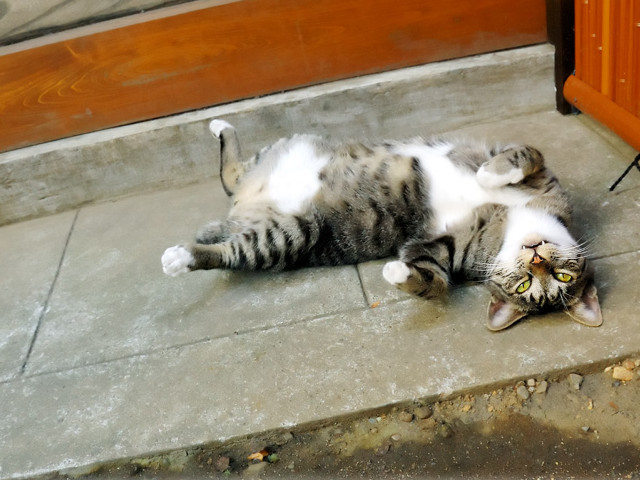 Cat laying back ground doorway free wallpaper for desktop - medium preview image