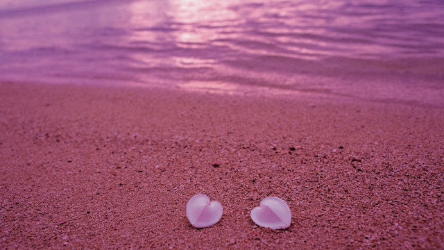 Two shells beach sand sunset free wallpaper for desktop - medium preview image