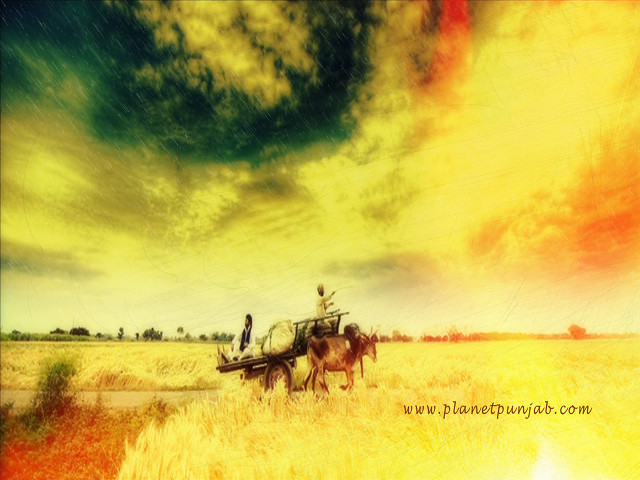 Horse carriage wheat field cloudy free wallpaper for desktop - medium preview image