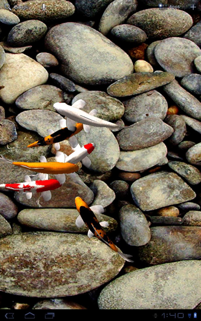 Fish swimming pond rocks water free wallpaper for mobile - medium preview image