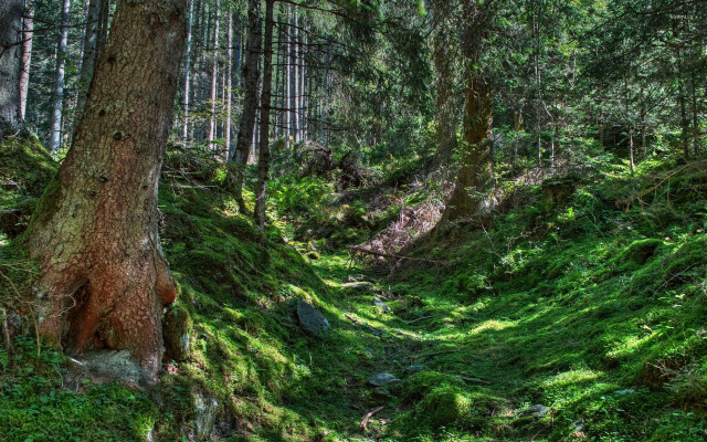 Woods path green grass trees free wallpaper for desktop - medium preview image