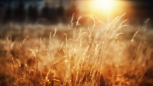 Tall grass sunset blurry photorealism free wallpaper for desktop - medium preview image