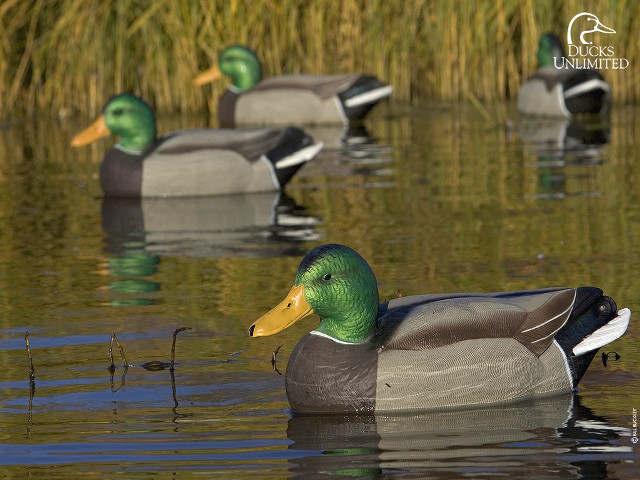 Ducks floating lake tall grass #2 free wallpaper for desktop - medium preview image