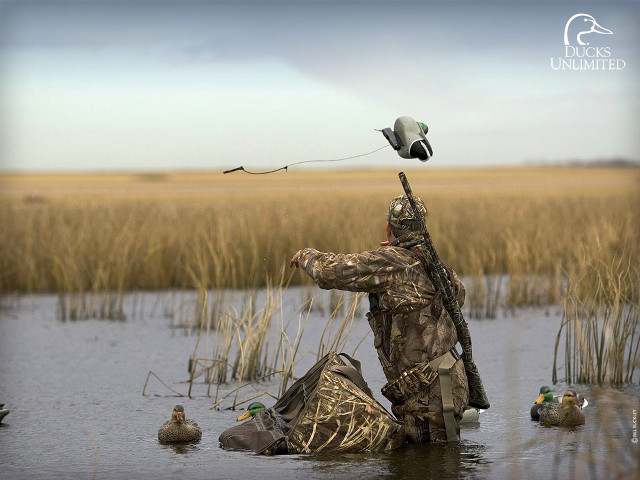 Camouflage man duck fishing marsh free wallpaper for desktop - medium preview image