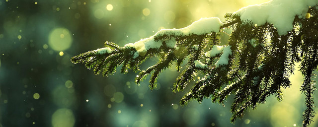 Snowy tree branch sunlight snowflakes free wallpaper for desktop - medium preview image