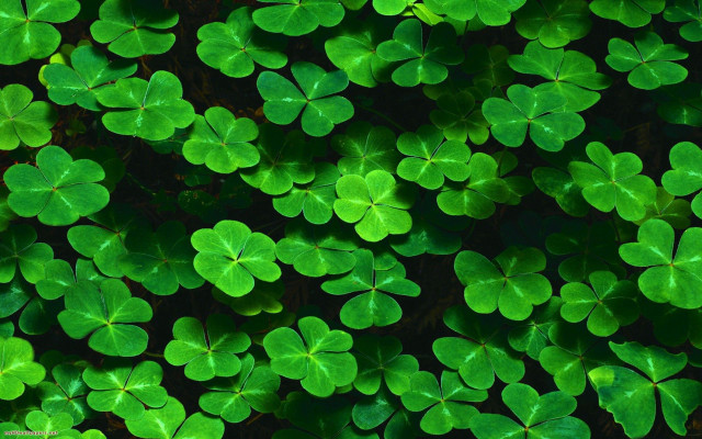 Green shamrocks grass ecological art free wallpaper for desktop - medium preview image