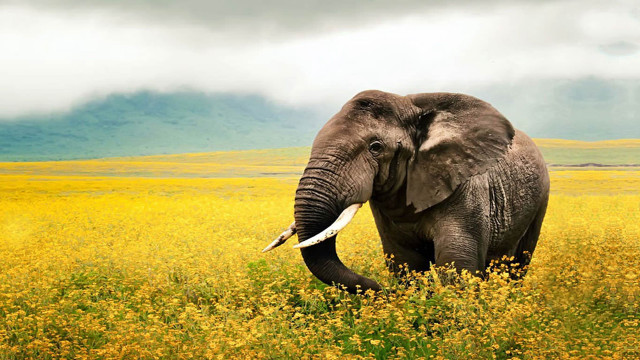 Elephant walking yellow flowers cloudy free wallpaper for desktop - medium preview image