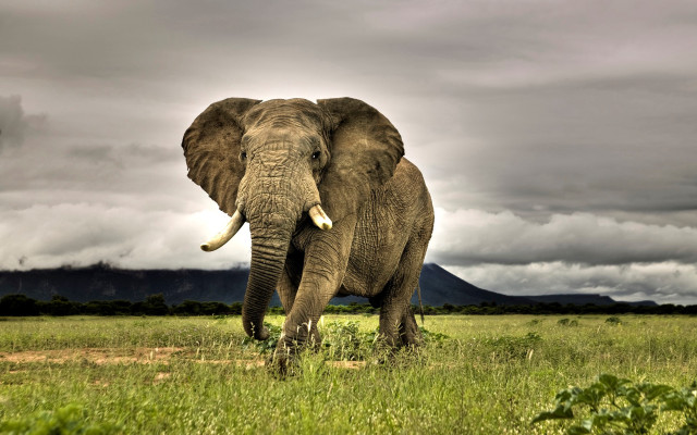 Elephant field cloudy sky mountain free wallpaper for desktop - medium preview image