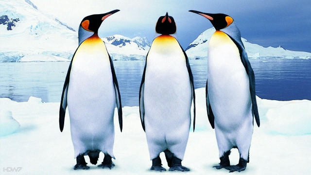 Three penguins snow mountain water free wallpaper for desktop - medium preview image
