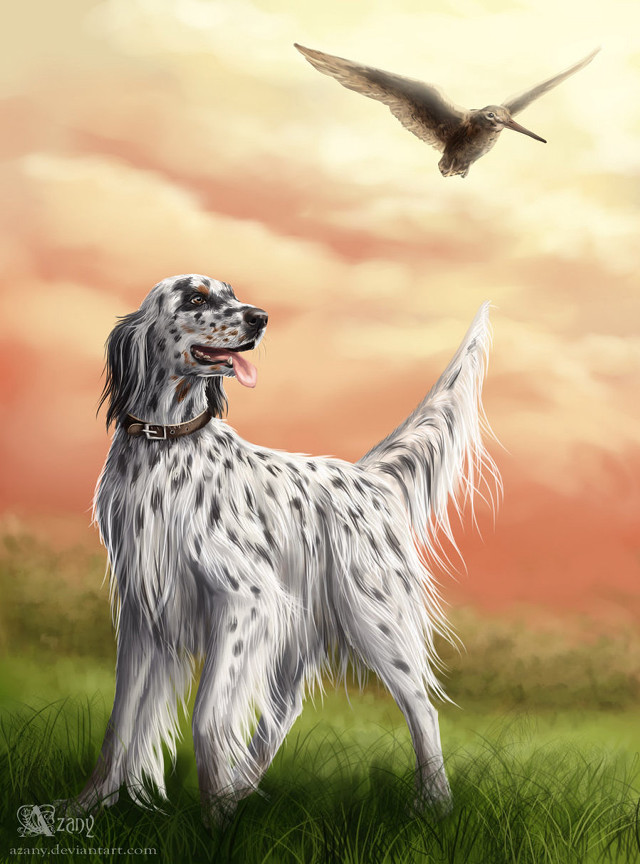 Dog field bird flying sky free wallpaper for mobile - medium preview image