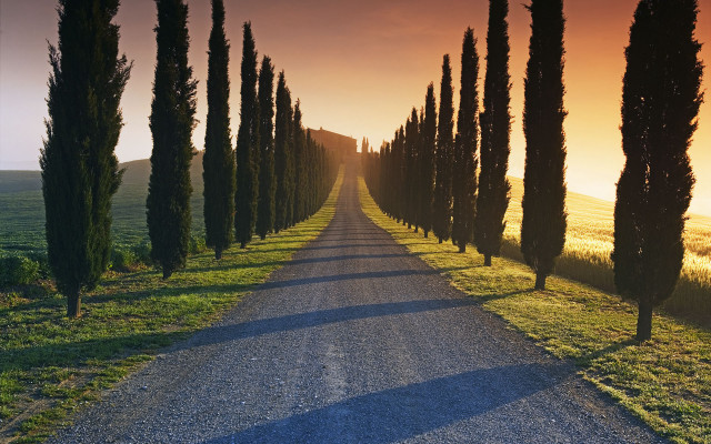 Road trees grass sunset dawn free wallpaper for desktop - medium preview image