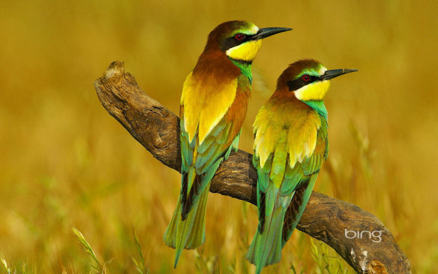 Colorful birds branch grass yellow free wallpaper for desktop - medium preview image