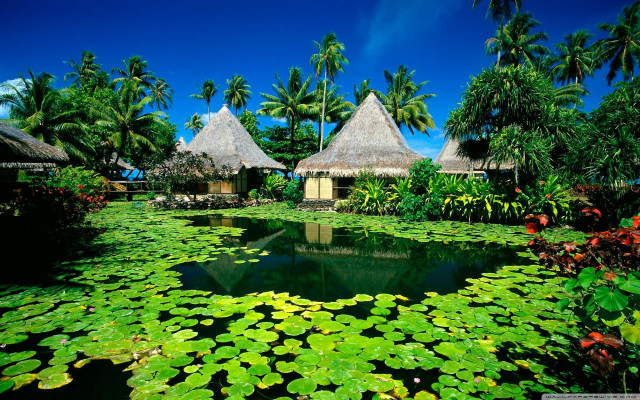 Pond lily pads thatched huts #2 free wallpaper for desktop - medium preview image