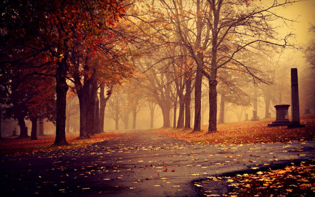 Road bench trees leaves fog free wallpaper for desktop - medium preview image