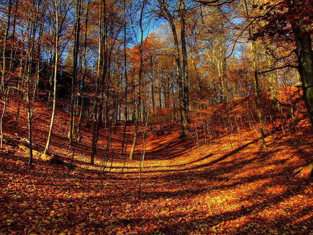 Dirt road fall trees blue free wallpaper for desktop - medium preview image