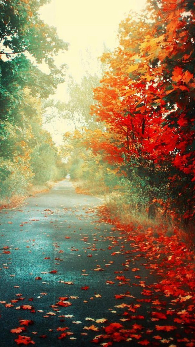 Autumn road red leaves burning free wallpaper for mobile - medium preview image