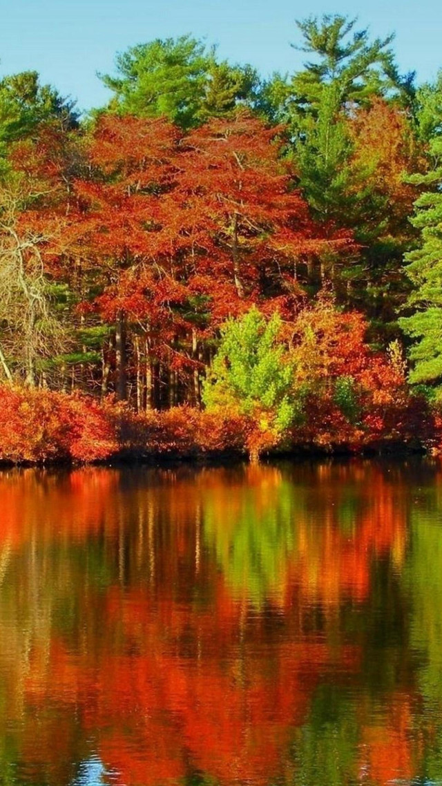 Lake trees red leaves blue free wallpaper for mobile - medium preview image