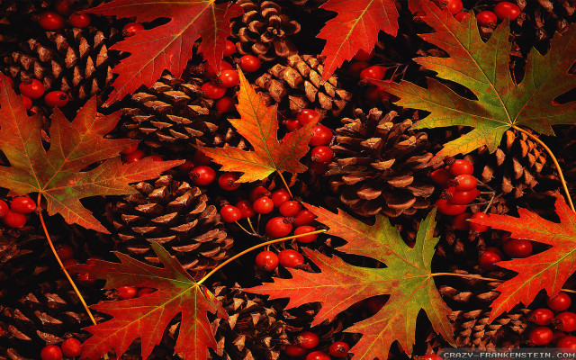 Pine cones berries autumn leaves free wallpaper for desktop - medium preview image