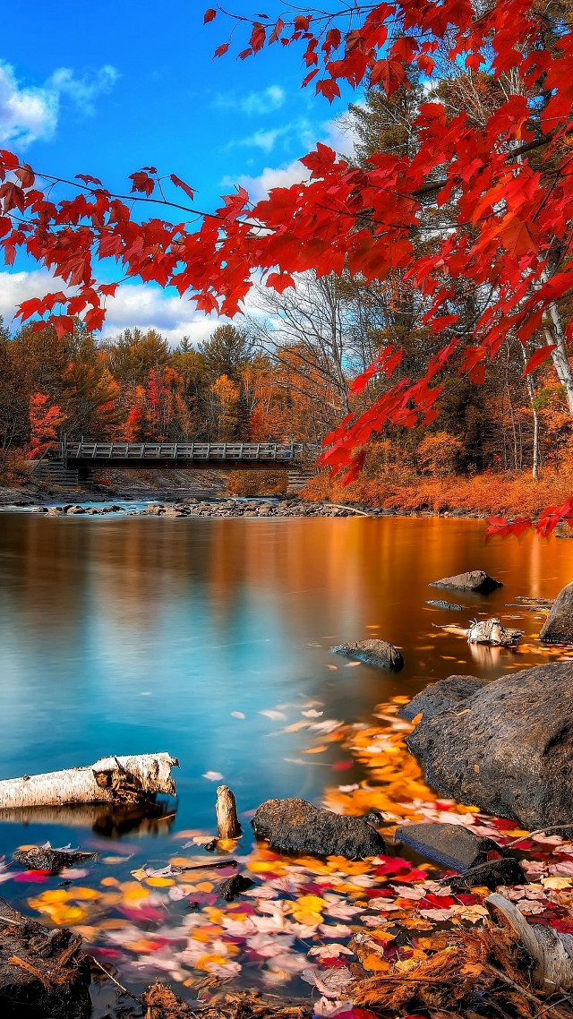 Lake trees red leaves bridge #2 free wallpaper for mobile - medium preview image