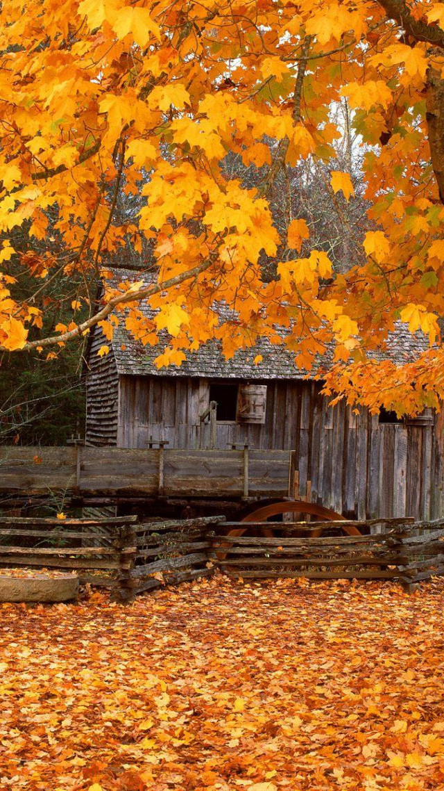 Barn fall leaves yellow tree free wallpaper for mobile - medium preview image
