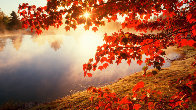 Lake tree sun red leaves free wallpaper for desktop - medium preview image