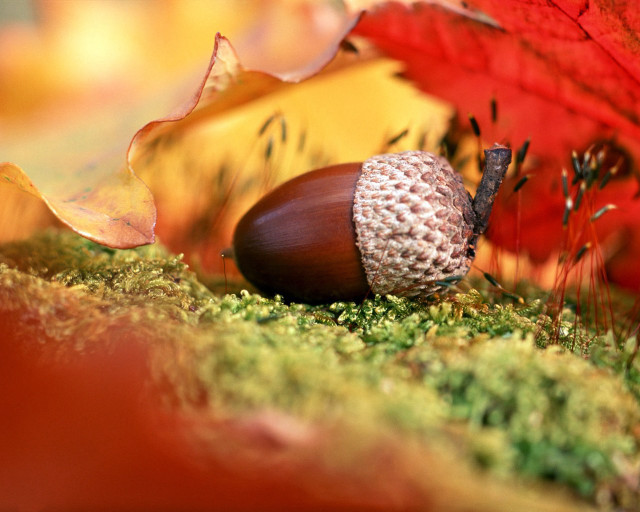 Acorn mossy leaves red maple free wallpaper for desktop - medium preview image