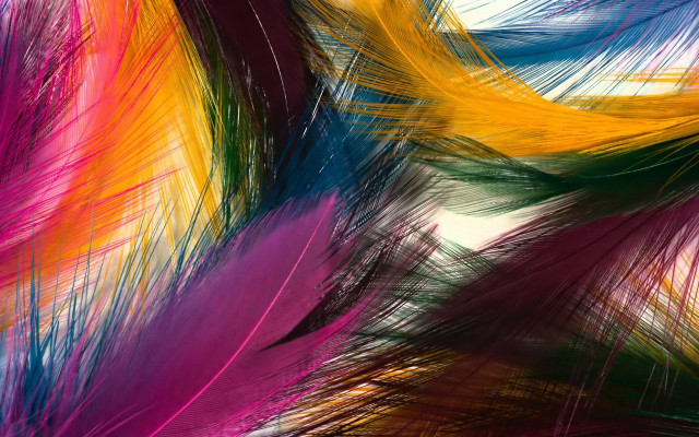 Colorful background feathers different colors free wallpaper for desktop - medium preview image