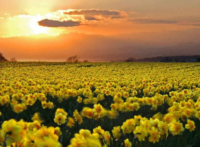 Yellow flowers sunset clouds sky free wallpaper for desktop - medium preview image