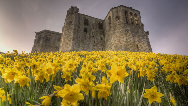 Yellow flowers castle cloudy sky free wallpaper for desktop - medium preview image