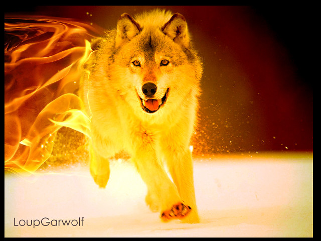 Wolf running fire room red free wallpaper for desktop - medium preview image