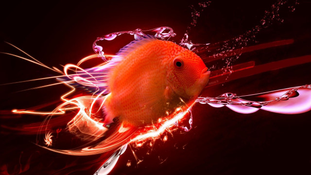 Fish longtail redbackground waterdroplets blackbackground free wallpaper for desktop - medium preview image