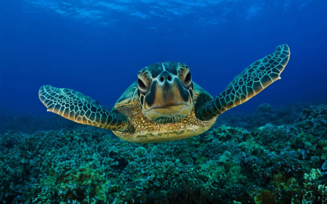 Turtle swimming coral reef ocean free wallpaper for desktop - medium preview image